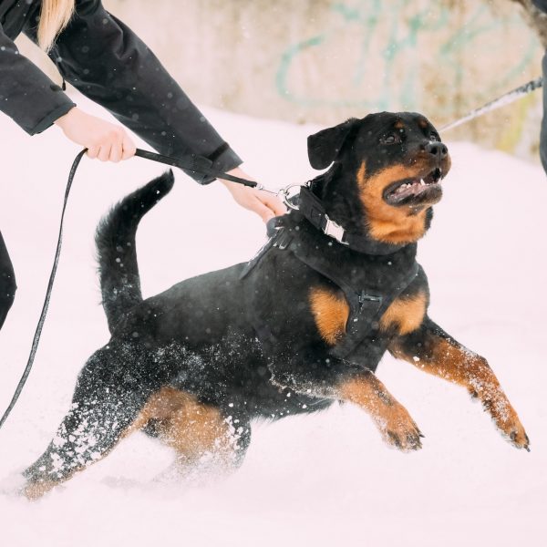 Dog bite Animal attack lawyer